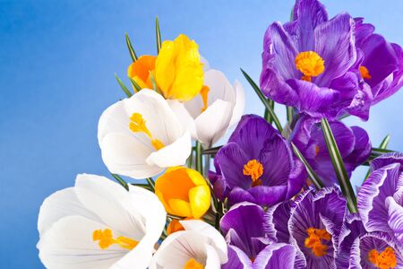Crocus close up on blue backgroundの写真素材
