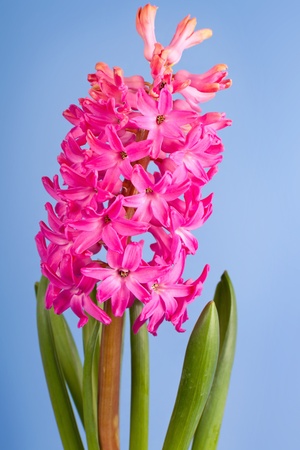 flower hyacinthの写真素材