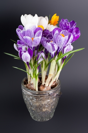 Crocus in the potの写真素材