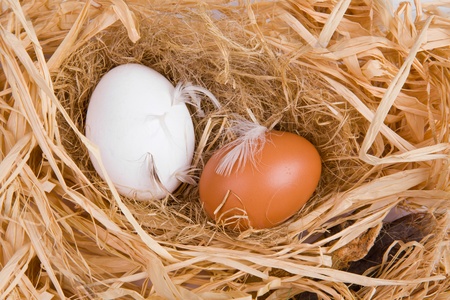 egg in nestの写真素材