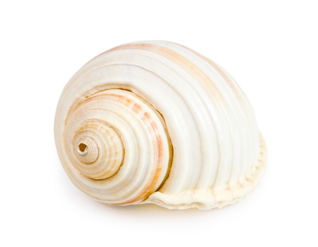 seashell isolated on white backgroundの写真素材