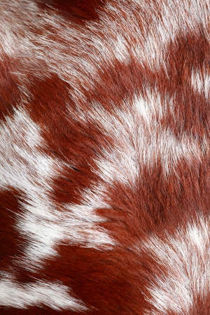 Goat fur backgroundの写真素材