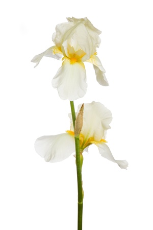 Iris flowerの写真素材