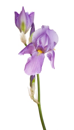 Iris flowerの写真素材