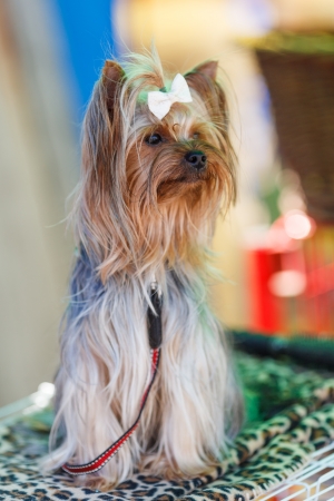 Yorkshire terrier at an exhibition of dogsの写真素材