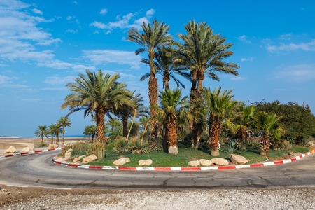  palm trees in tropical garden road in Israelの写真素材