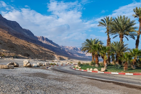 palm trees in tropical garden road in Israelの写真素材