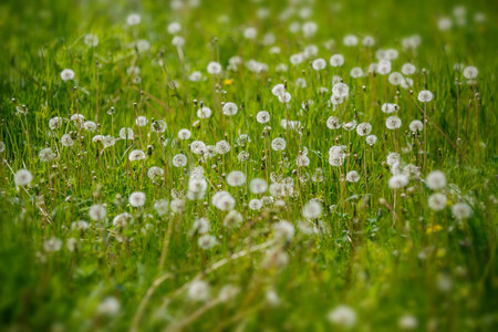 dandelion on green grass in summer day