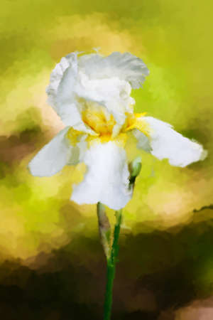 water color drawing of  Iris flowerの写真素材