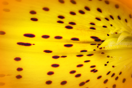 close up macro beautyful yellow lilyの写真素材