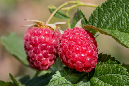Ripe berry of raspberry close up on a green leafの写真素材