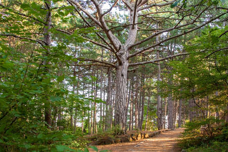 Beautiful Summer Forest and Footpathの写真素材