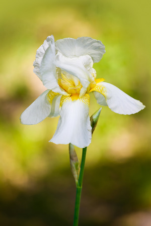 white Iris flowerの写真素材