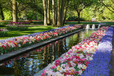 Keukenhof - Largest flower garden in Europe - Hollandの写真素材