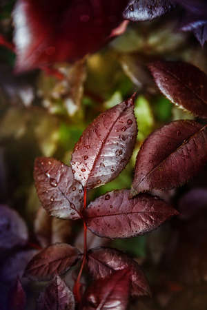 Red sheets with drops. Abstract compositionの写真素材
