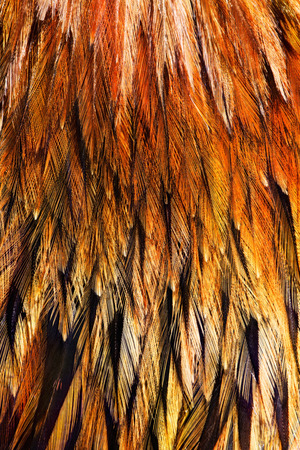 Bright brown feather group of some birdの写真素材