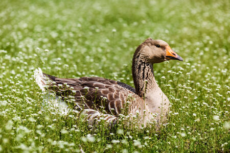 grey goose is in the green lawnの写真素材