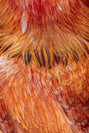 Bright brown feather group of some birdの写真素材