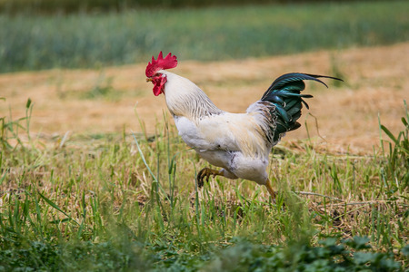 beautiful rooster runs on a green grassの写真素材