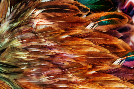 Bright brown feather group of some birdの写真素材