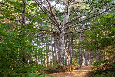 Beautiful Summer Forest and Footpathの写真素材