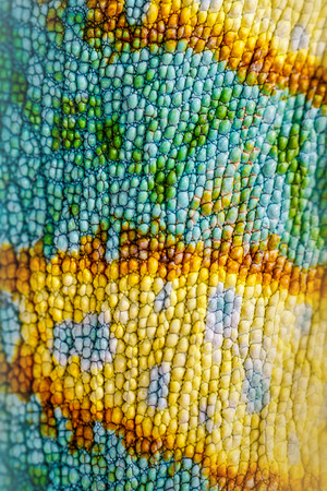 Close up of Four-horned Chameleon skin background, Chamaeleo quadricornisの写真素材