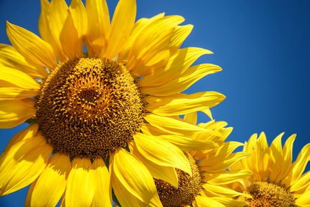 Blossoming raw sunflower on field with blue sky backgroundの写真素材