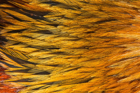 Bright brown feather group of some birdの写真素材