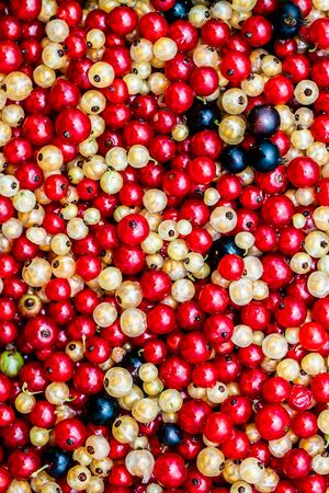 Close up white or yellow, red,  black  raw currant backgroundの写真素材