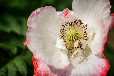 pink poppy close upの写真素材