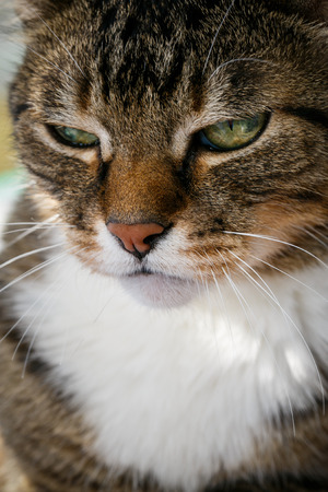 angry domestic catの写真素材