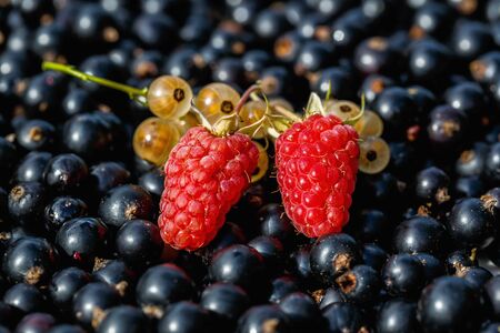 Close up ripe raspberry and yellow or white  currant on the raw black currant backgroundの写真素材