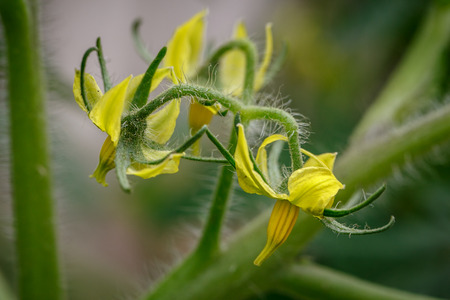 Bright yellow flowers of tomatoes over blurry backgroundの写真素材