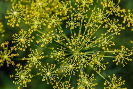 Fennel (Foeniculum vulgare). Fennel flower on a green background. Flower of dill.の写真素材
