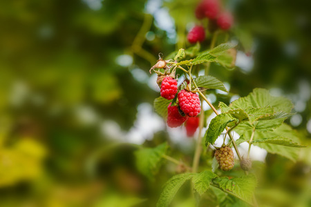 Raspberriy. Growing Organic Berries closeup. Ripe raspberry in the fruit gardenの写真素材