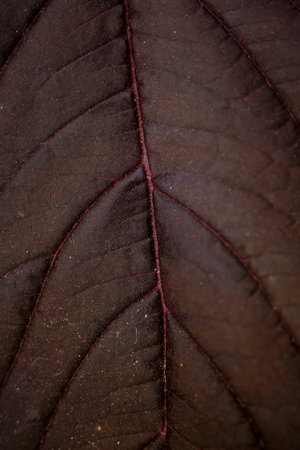 closeup leaves texture