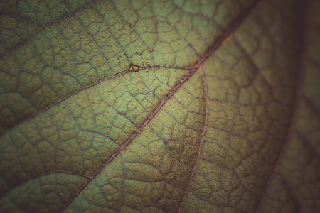 close up leaves textureの写真素材