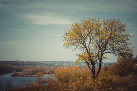 Landscape with tree and riverの写真素材