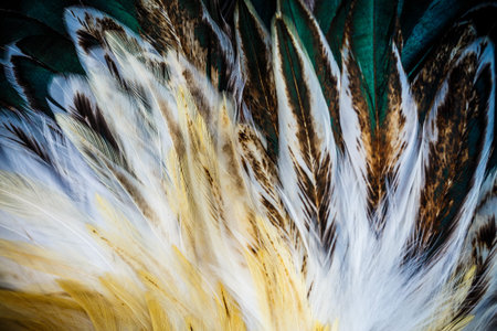 Bright colorful  feather group of some bird
