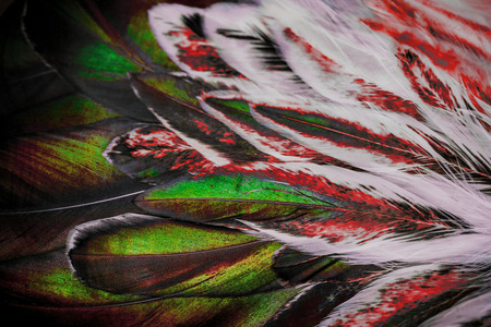 Bright colorful  feather group of some birdの写真素材