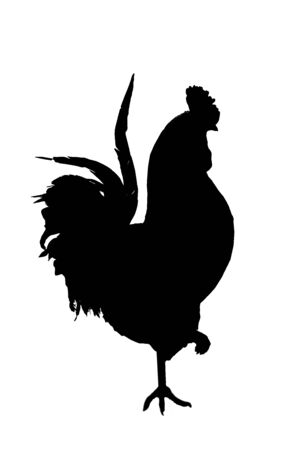 Silhouette of  rooster isolated on the white backgroundの写真素材