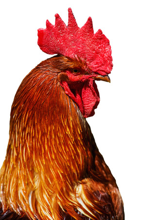 Beautiful rooster isolated on the white backgroundの写真素材