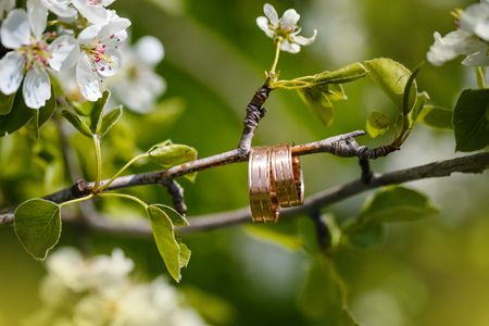 wedding rings hang on a branch of the blossoming treeの写真素材