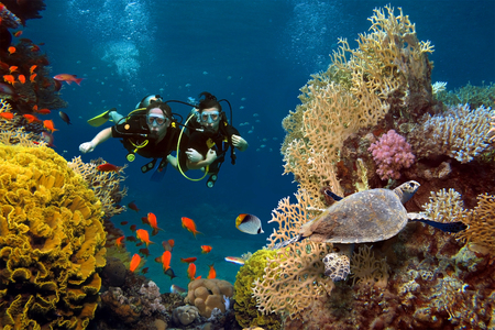 The loving couple dives among corals and fishes in the oceanの写真素材