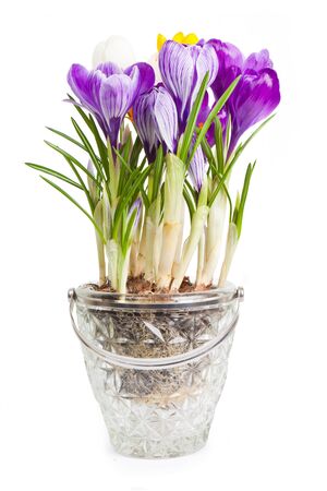 Crocuses on a white backgroundの写真素材