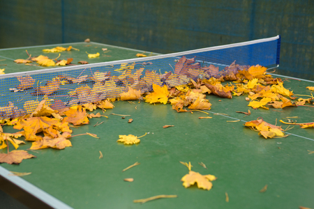 Colorful foliage leaves on a table tennis tableの写真素材