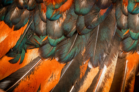 Bright colorful  feathers of some birdの写真素材
