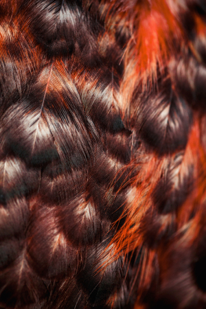 Bright colorful  feathers of some birdの写真素材