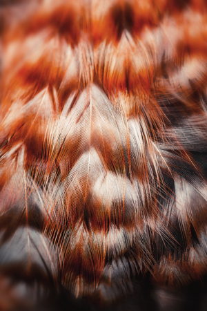 Bright colorful  feathers of some birdの写真素材