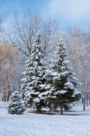 First snowfall in city parkの写真素材